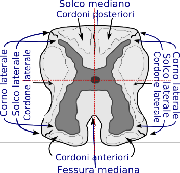 Midollo spinale in sezione